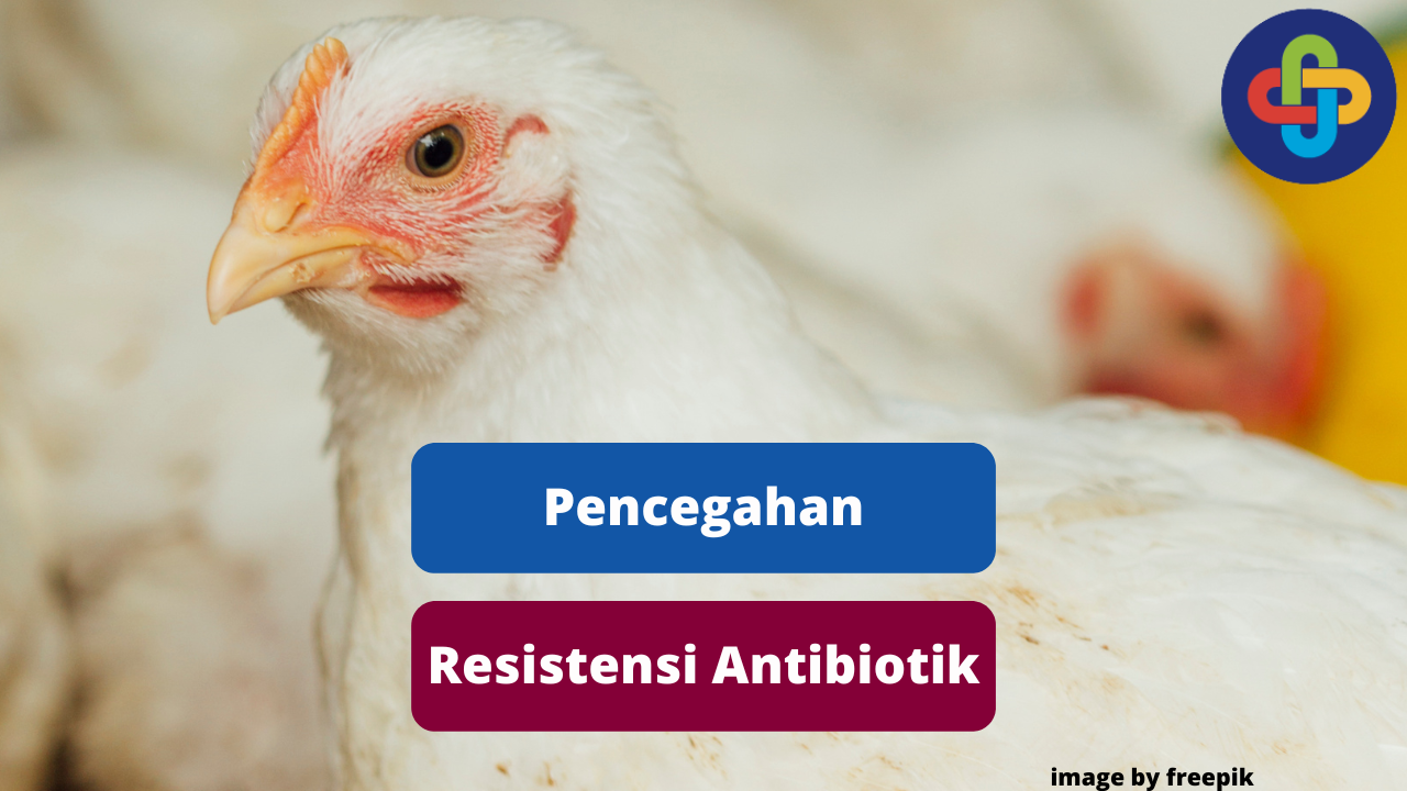 Berikut Cara Mencegah Resistensi Antibiotik Pada Broiler